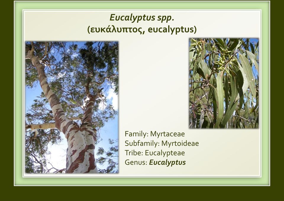 Family: Myrtaceae Subfamily: