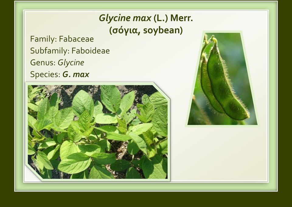 Genus: Glycine Species: G.