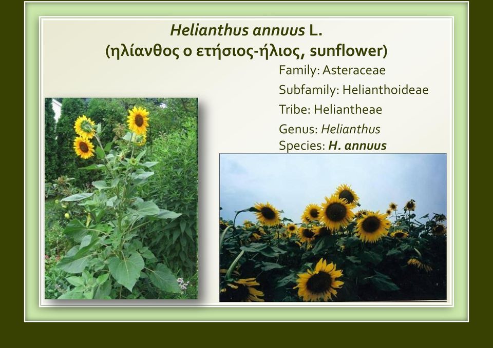 Family: Asteraceae Subfamily: