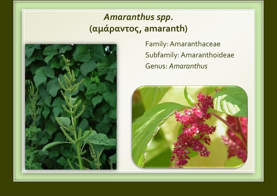 Family: Amaranthaceae