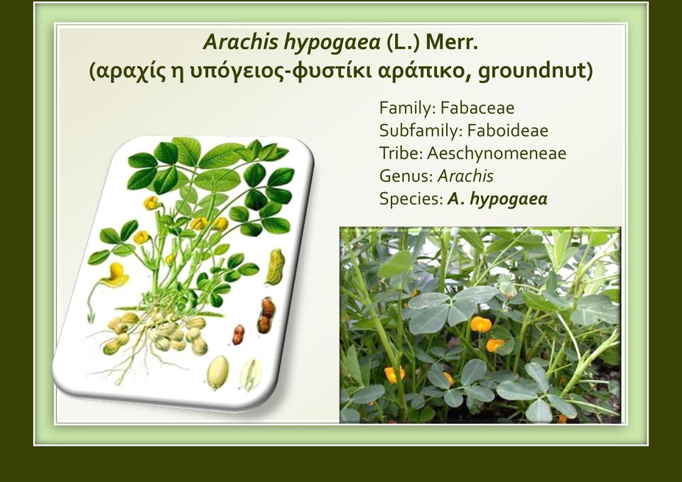 groundnut) Family: Fabaceae Subfamily: