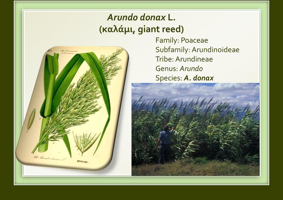 Poaceae Subfamily: