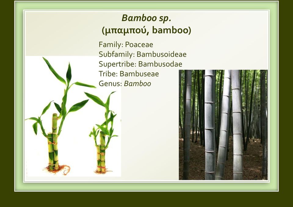 Poaceae Subfamily: