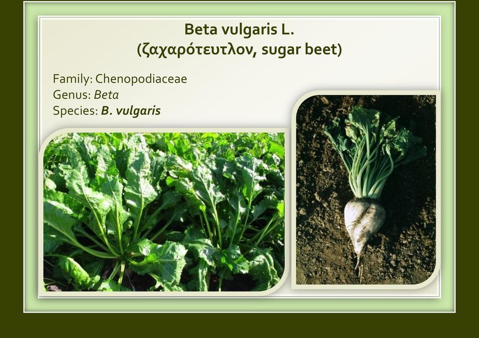 vulgaris Beta vulgaris L.