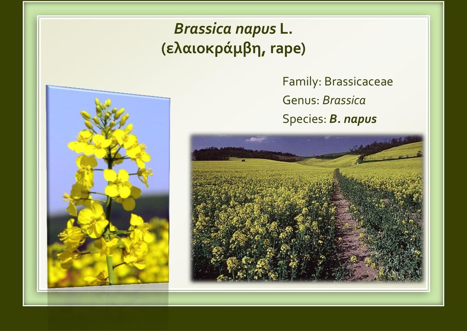 Family: Brassicaceae