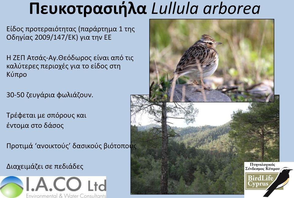 Θεόδωρος είναι από τις καλύτερες περιοχές για το είδος στη Κύπρο 30-50