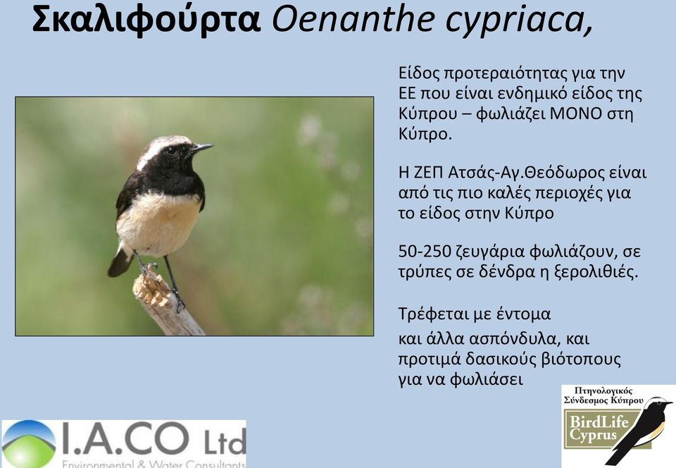Θεόδωρος είναι από τις πιο καλές περιοχές για το είδος στην Κύπρο 50-250 ζευγάρια
