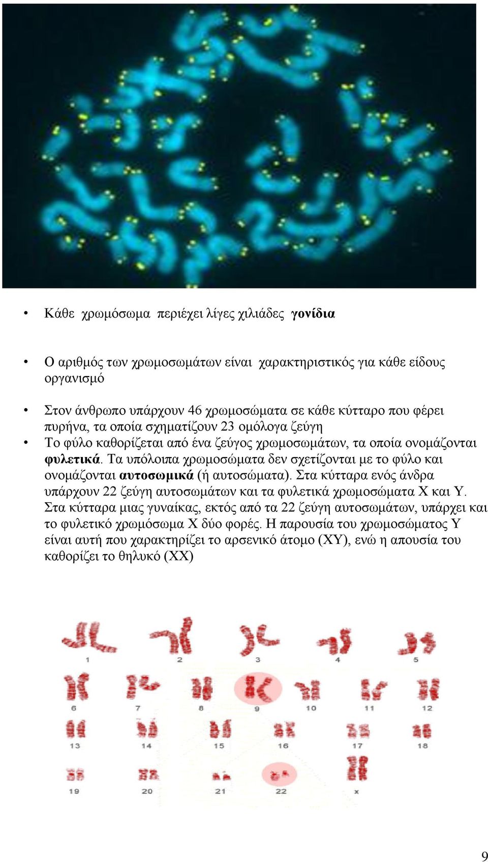 Τα υπόλοιπα χρωμοσώματα δεν σχετίζονται με το φύλο και ονομάζονται αυτοσωμικά (ή αυτοσώματα). Στα κύτταρα ενός άνδρα υπάρχουν 22 ζεύγη αυτοσωμάτων και τα φυλετικά χρωμοσώματα Χ και Y.