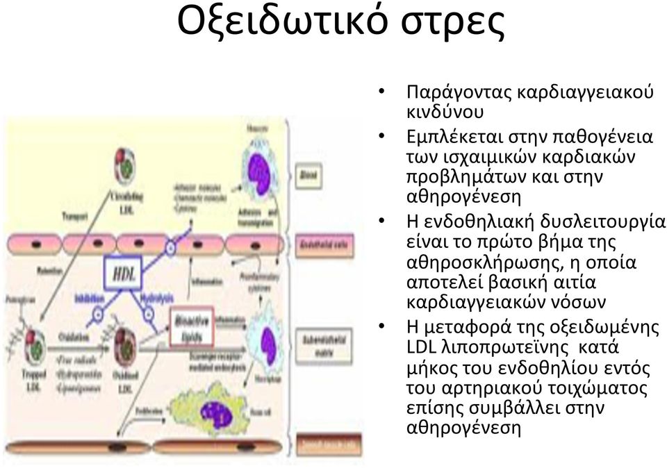 είναιτοπρώτοβήματης αθηροσκλήρωσης,ηοποία αποτελείβασικήαιτία καρδιαγγειακώννόσων