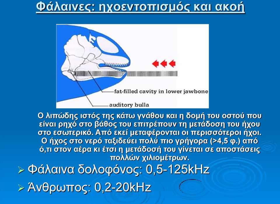 Από εκεί μεταφέρονται οι περισσότεροι ήχοι. Ο ήχος στο νερό ταξιδεύει πολύ πιο γρήγορα (>4,5 φ.