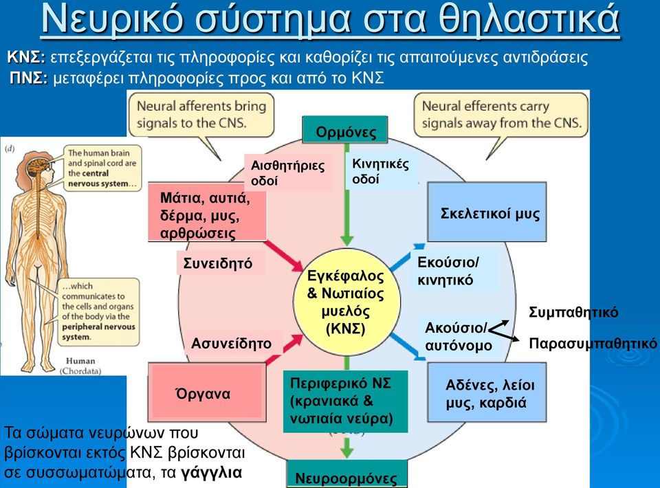 Ασυνείδητο Εγκέφαλος & Νωτιαίος μυελός (ΚΝΣ) Εκούσιο/ κινητικό Ακούσιο/ αυτόνομο Συμπαθητικό Παρασυμπαθητικό Όργανα Τα σώματα