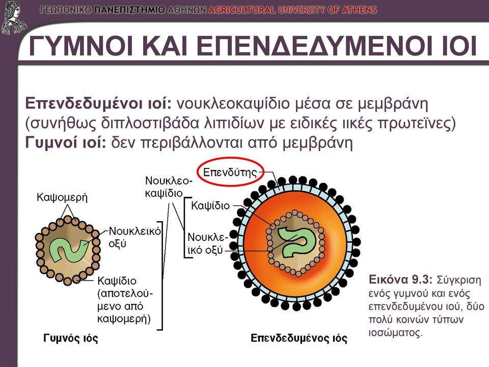 πρωτεϊνες) Γυμνοί ιοί: δεν περιβάλλονται από μεμβράνη Εικόνα 9.