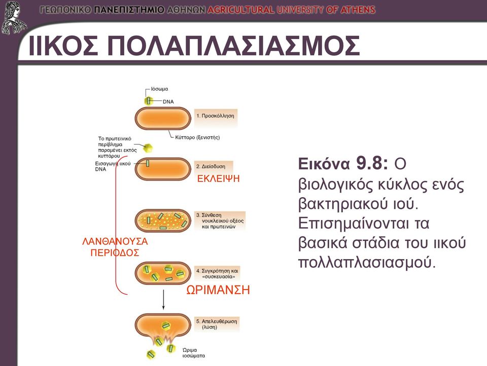 8: Ο βιολογικός κύκλος ενός βακτηριακού