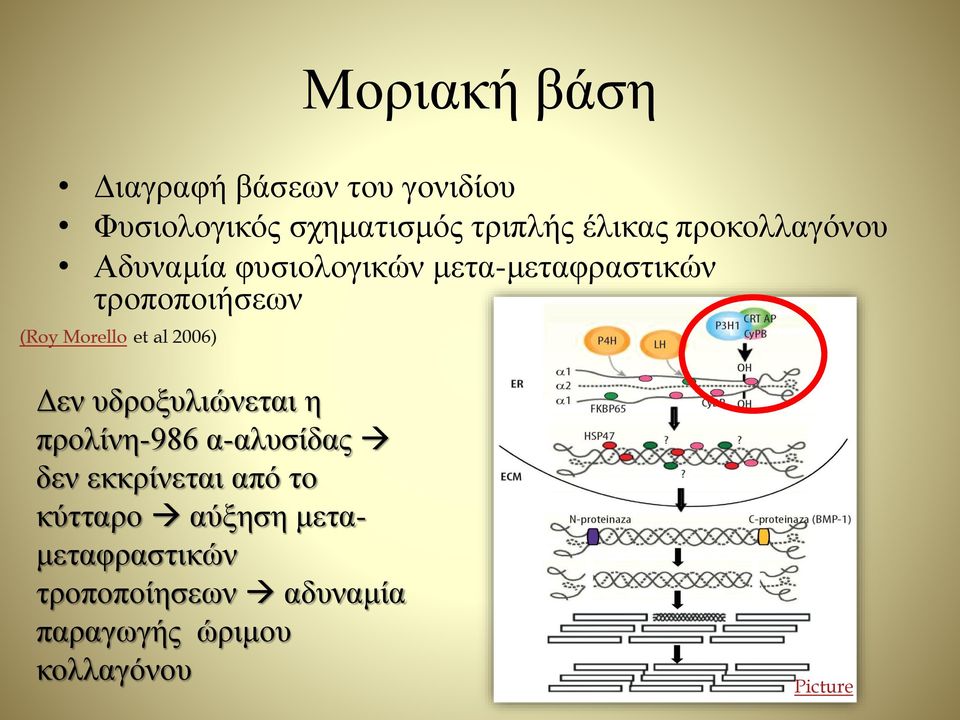 Δεν υδροξυλιώνεται η προλίνη-986 α-αλυσίδας δεν εκκρίνεται από το κύτταρο