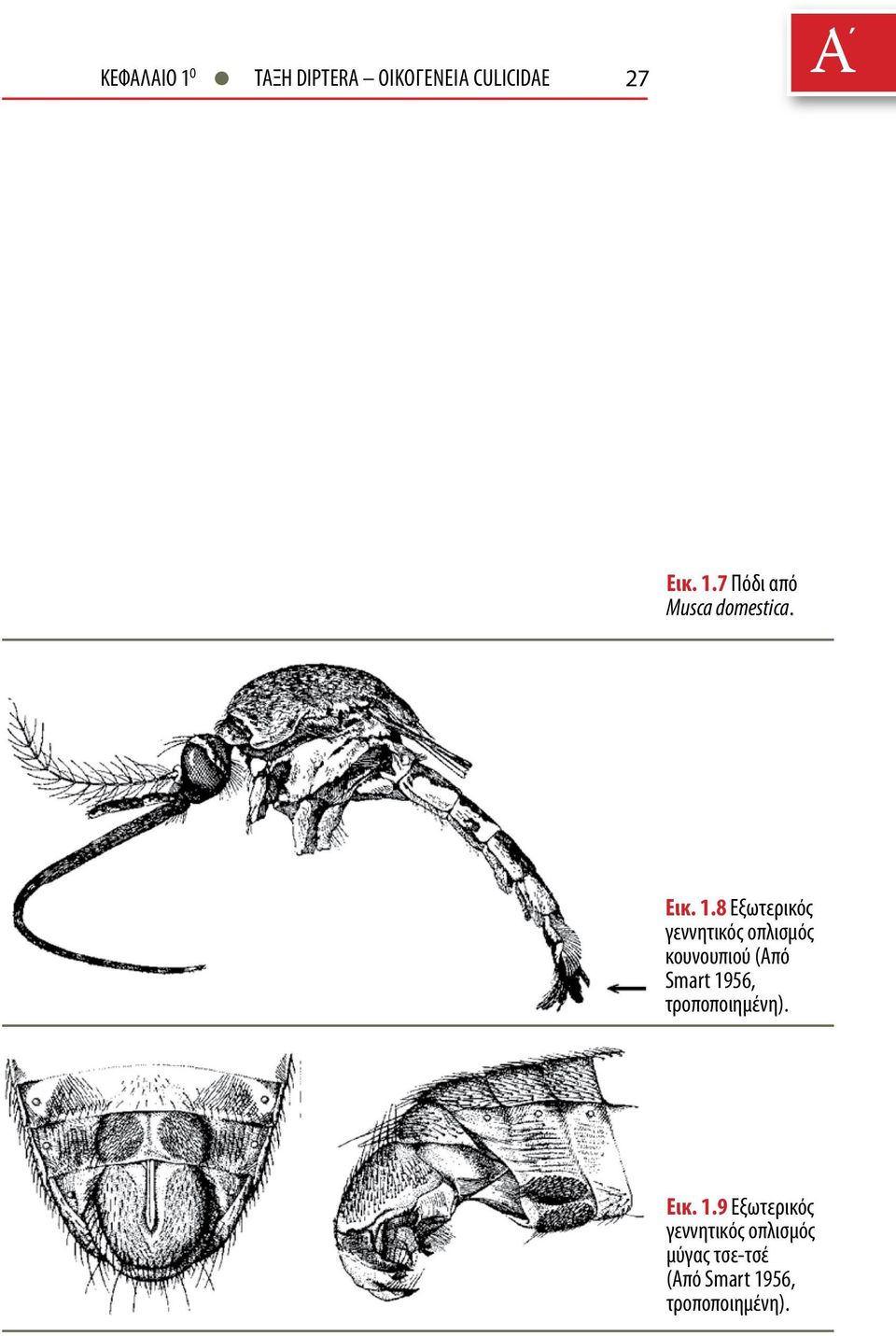 8 Εξωτερικός γεννητικός οπλισμός κουνουπιού (Από Smart 1956,