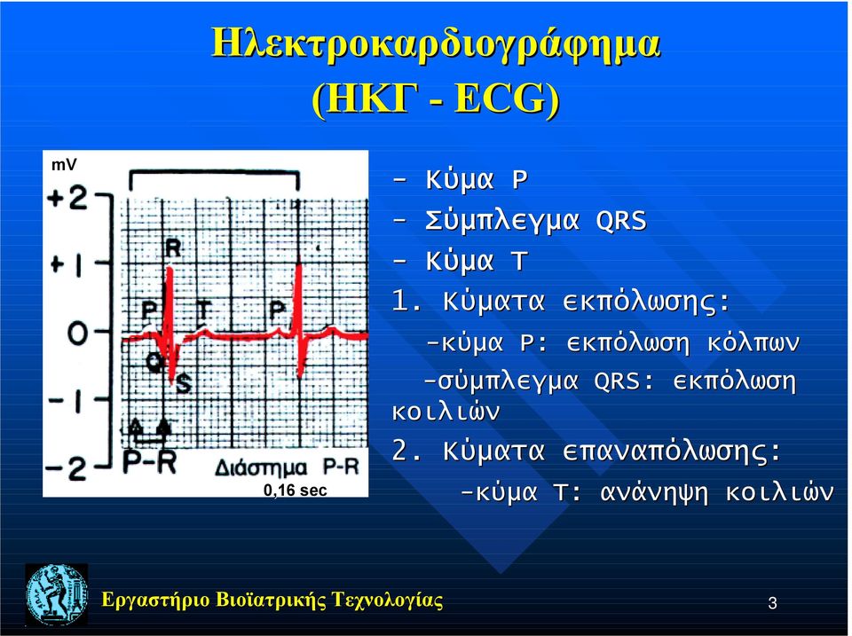 Κύματα εκπόλωσης: -κύμα P: εκπόλωση κόλπων