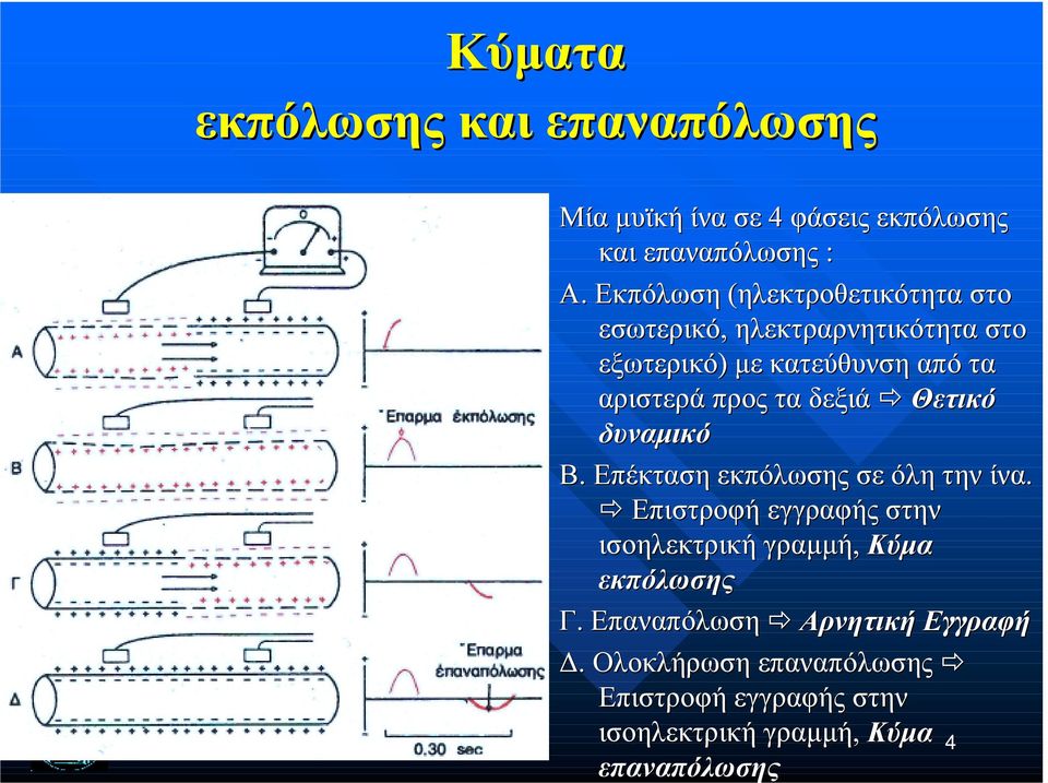 δεξιά " Θετικό δυναμικό Β. Επέκταση εκπόλωσης σε όλη την ίνα.
