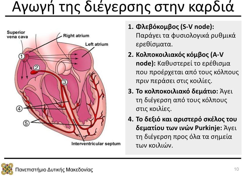 στις κοιλίες. 3. Το κολποκοιλιακό δεμάτιο: Άγει τη διέγερση από τους κόλπους στις κοιλίες. 4.