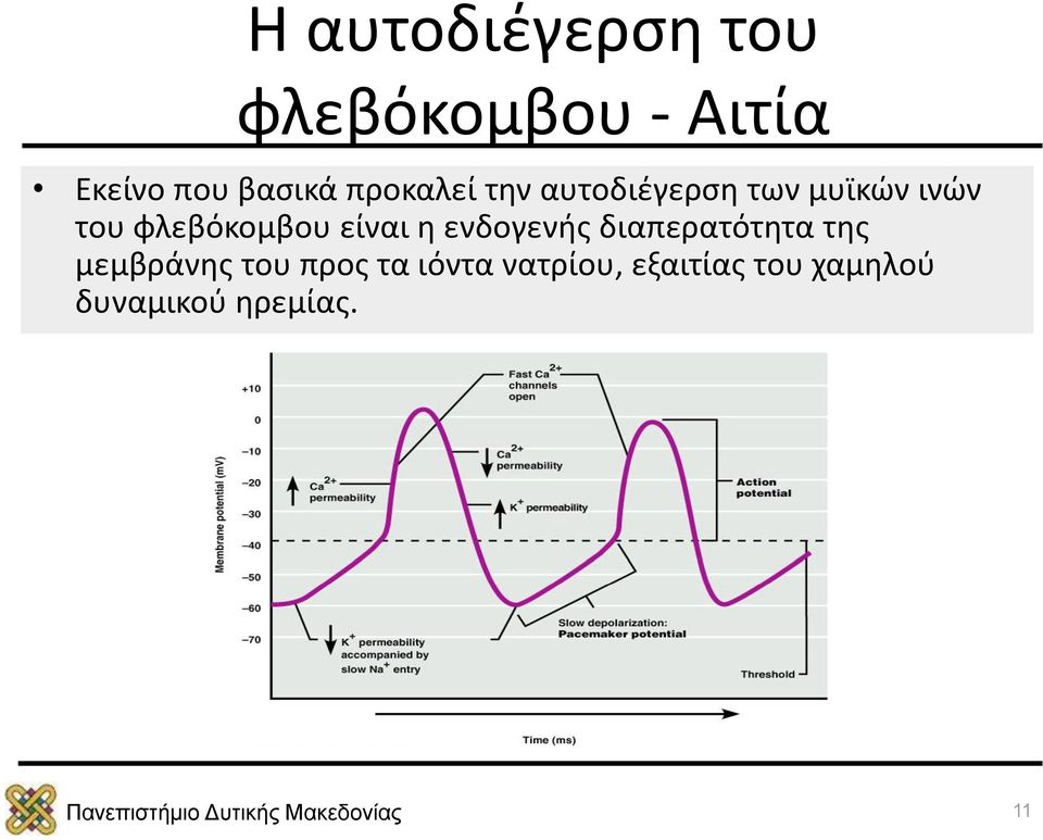 είναι η ενδογενής διαπερατότητα της μεμβράνης του προς τα