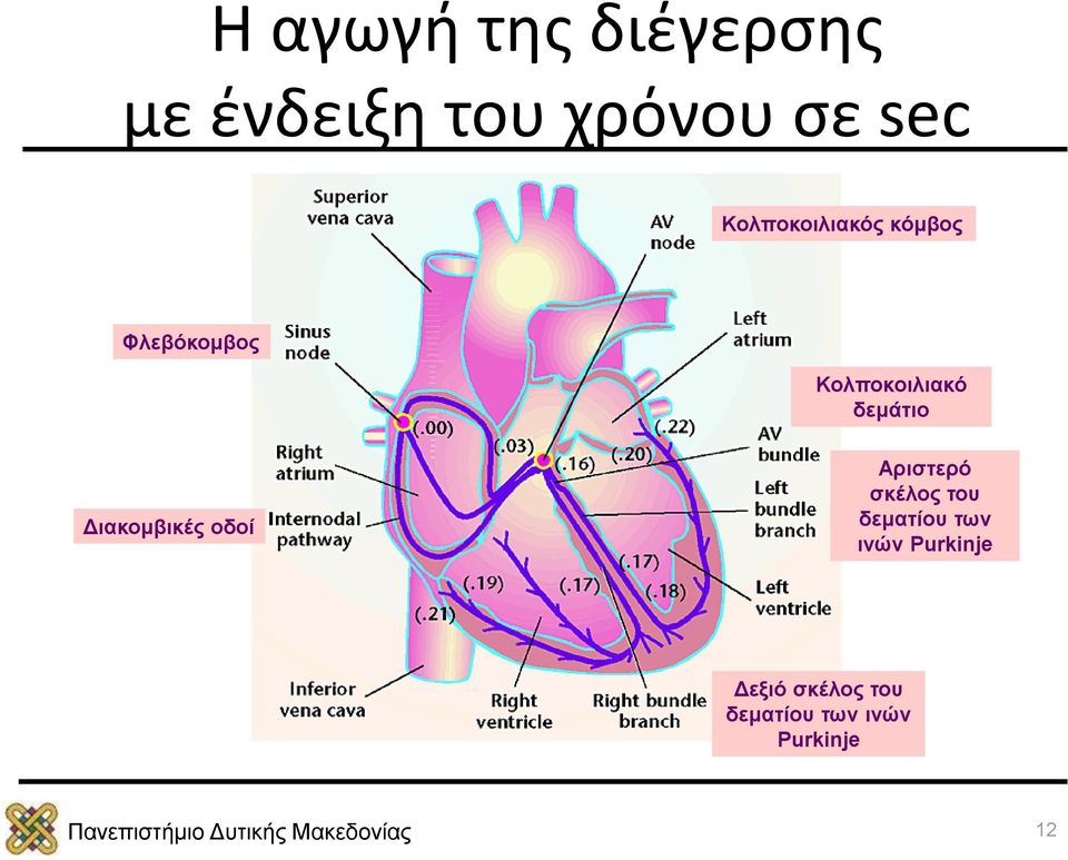 δεμάτιο Διακομβικές οδοί Αριστερό σκέλος του δεματίου