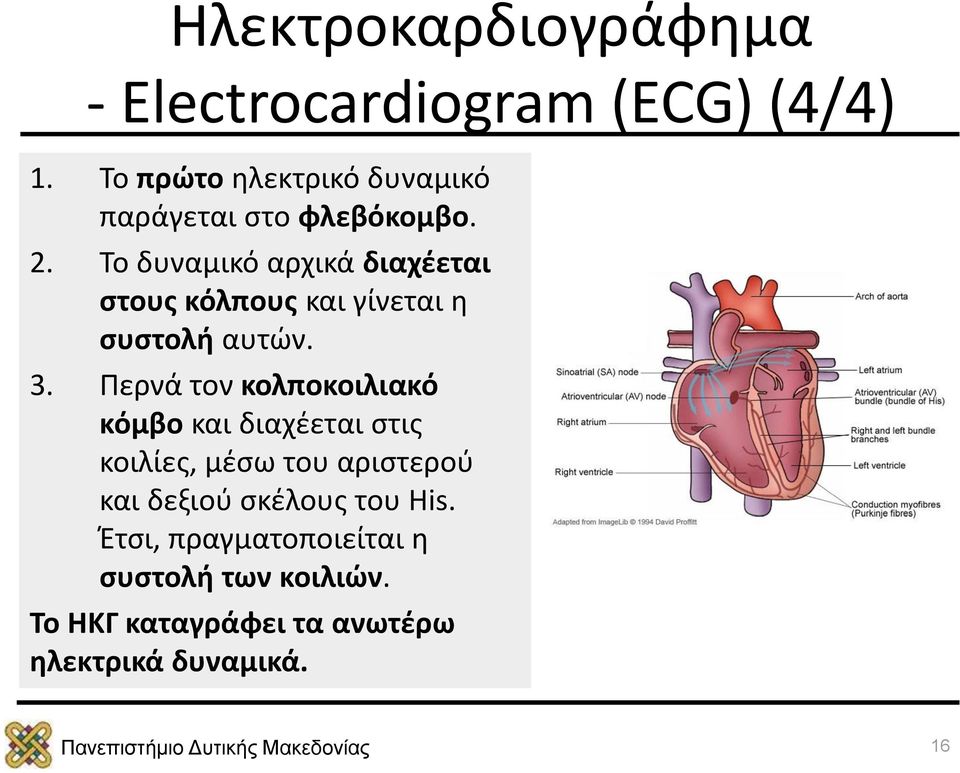 Το δυναμικό αρχικά διαχέεται στους κόλπους και γίνεται η συστολή αυτών. 3.