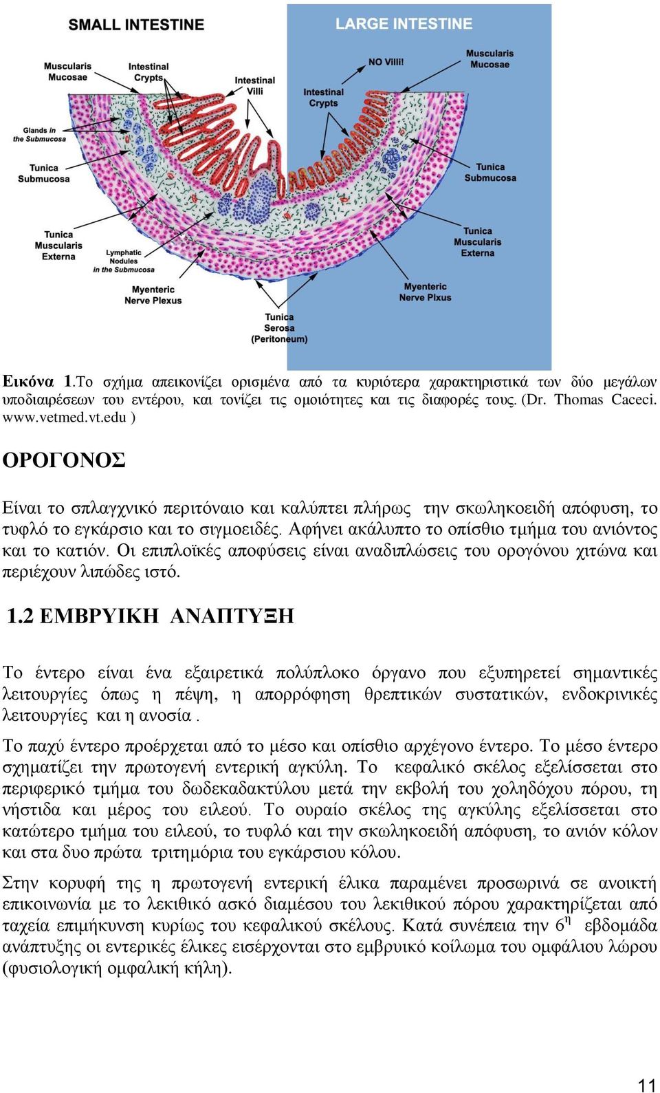 Οι επιπλοϊκές αποφύσεις είναι αναδιπλώσεις του ορογόνου χιτώνα και περιέχουν λιπώδες ιστό. 1.