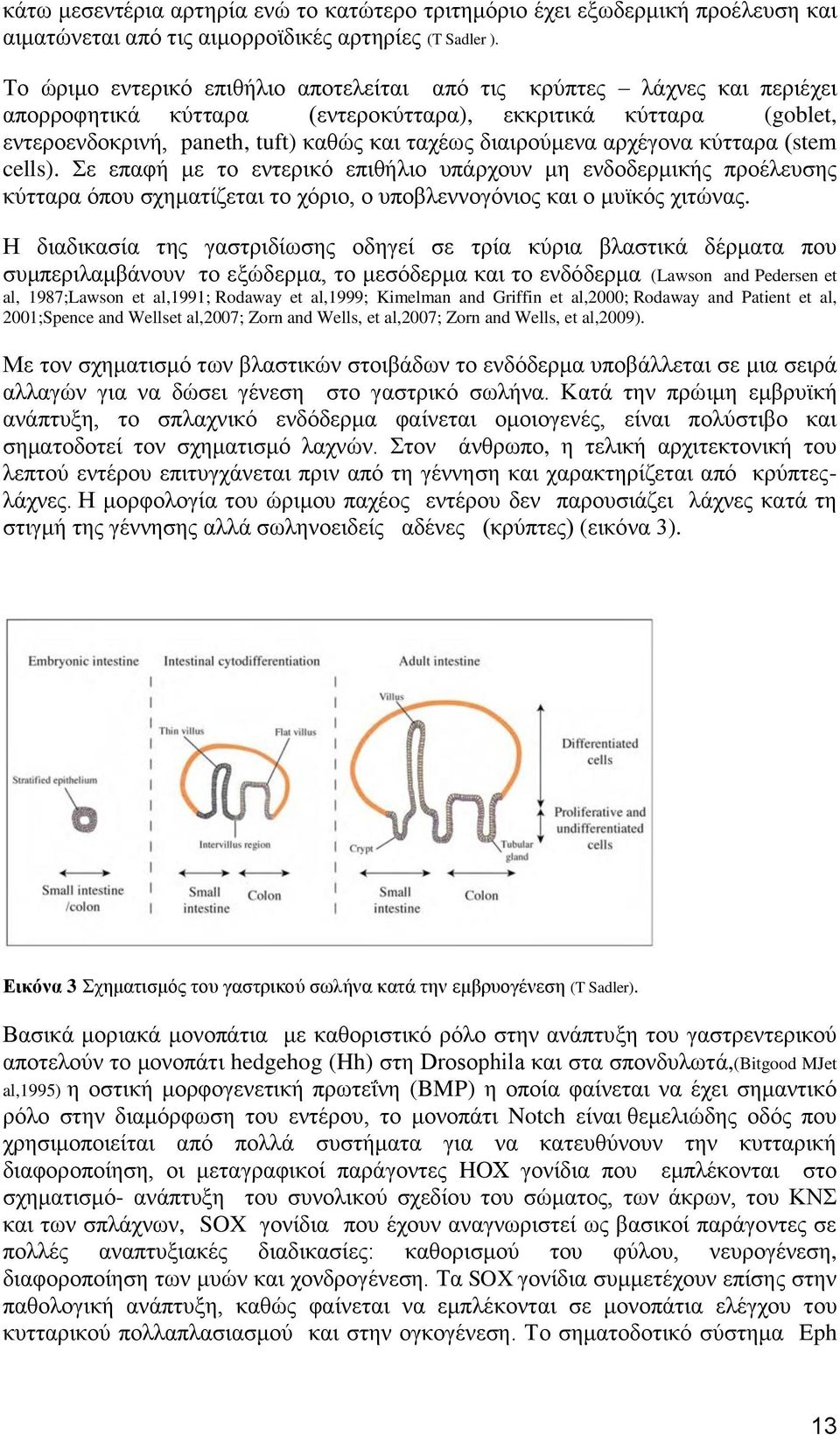 αρχέγονα κύτταρα (stem cells). Σε επαφή με το εντερικό επιθήλιο υπάρχουν μη ενδοδερμικής προέλευσης κύτταρα όπου σχηματίζεται το χόριο, ο υποβλεννογόνιος και ο μυϊκός χιτώνας.