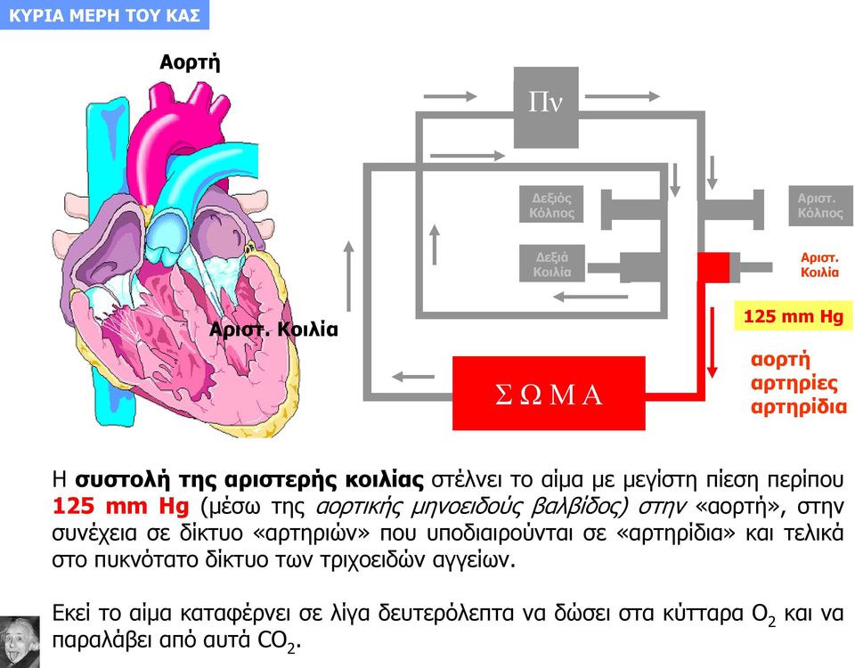 Κοιλία Σ Ω Μ Α 125 mm Hg αορτή αρτηρίες αρτηρίδια Η συστολή της αριστερής κοιλίας στέλνει το αίμα με μεγίστη πίεση περίπου