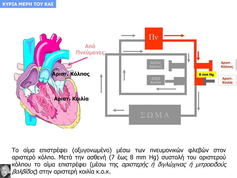 Κοιλία Σ Ω Μ Α Το αίμα επιστρέφει (οξυγονωμένο) μέσω των πνευμονικών φλεβών στον αριστερό κόλπο.