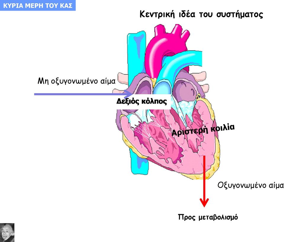 συστήματος Μη οξυγονωμένο