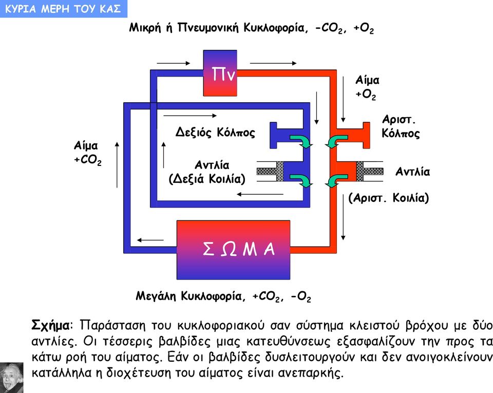 Κοιλία) Σ Ω Μ Α Μεγάλη Κυκλοφορία, +CO 2, -O 2 Σχήμα: Παράσταση του κυκλοφοριακού σαν σύστημα κλειστού βρόχου με δύο