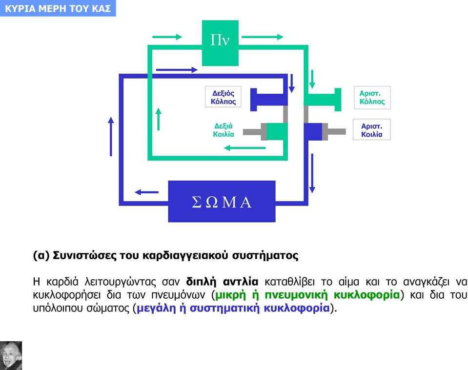 σαν διπλή αντλία καταθλίβει το αίμα και το αναγκάζει να κυκλοφορήσει δια των