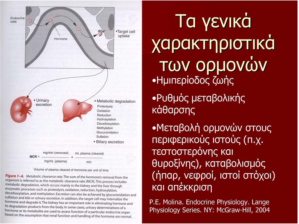 τεστοστερόνης και θυροξίνης), καταβολισμός (ήπαρ, νεφροί, ιστοί στόχοι)