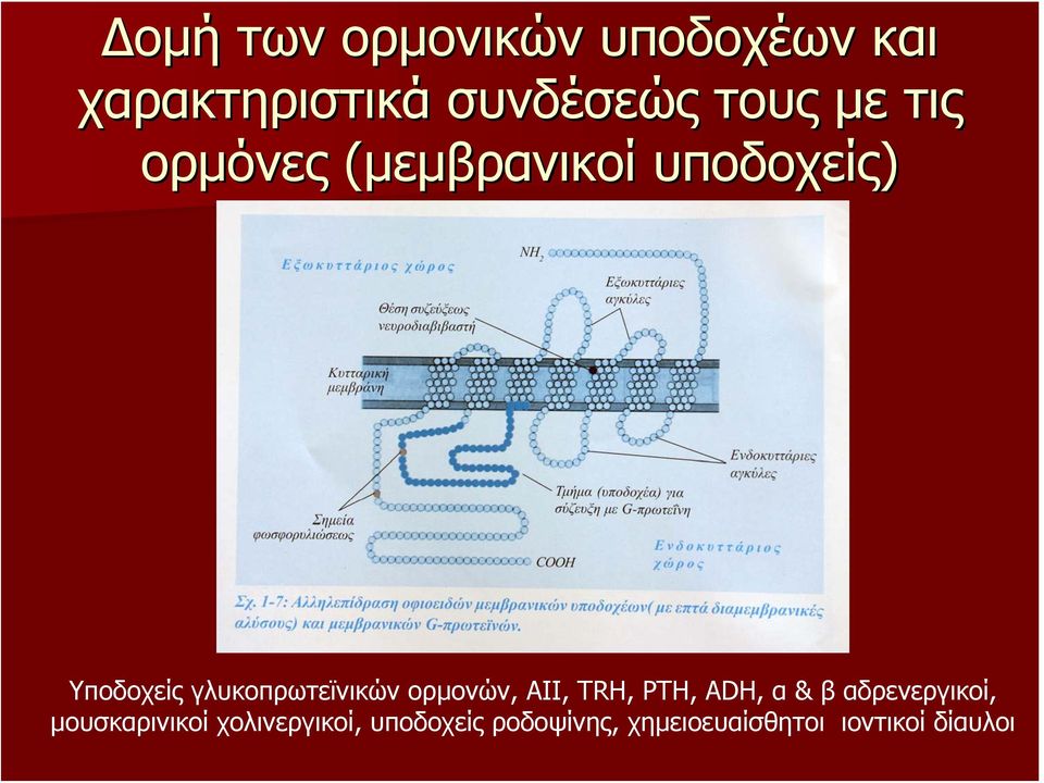 ορμονών, ΑΙΙ, TRH, PTH, ADH, α & β αδρενεργικοί, μουσκαρινικοί