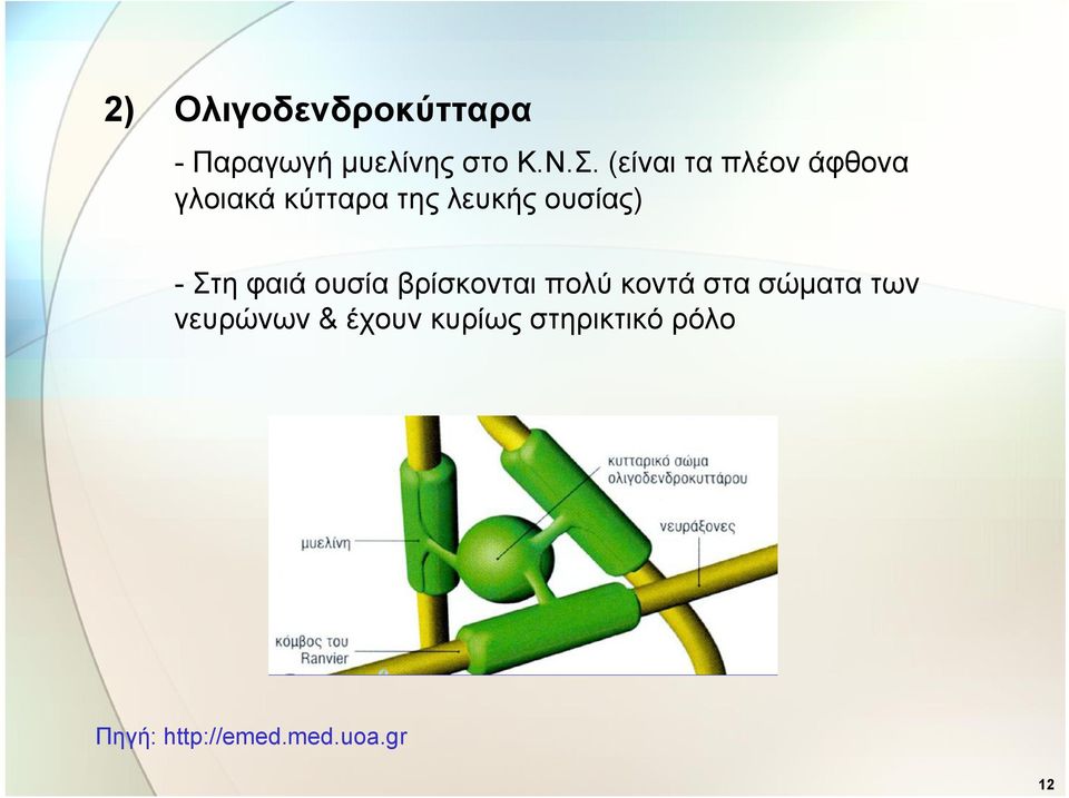 - Στη φαιά ουσία βρίσκονται πολύ κοντά στα σώματα των