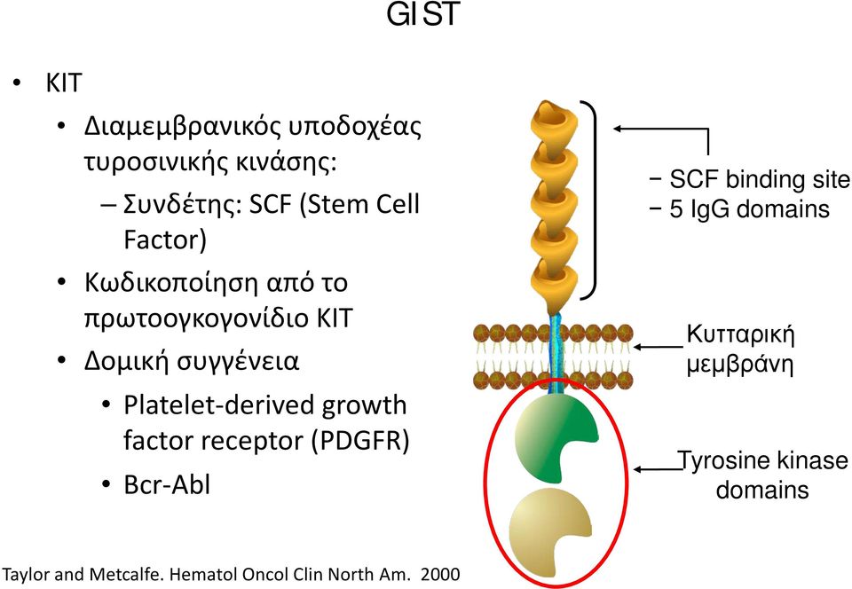 growth factor receptor (PDGFR) Bcr-Abl SCF binding site 5 IgG domains Κυτταρική