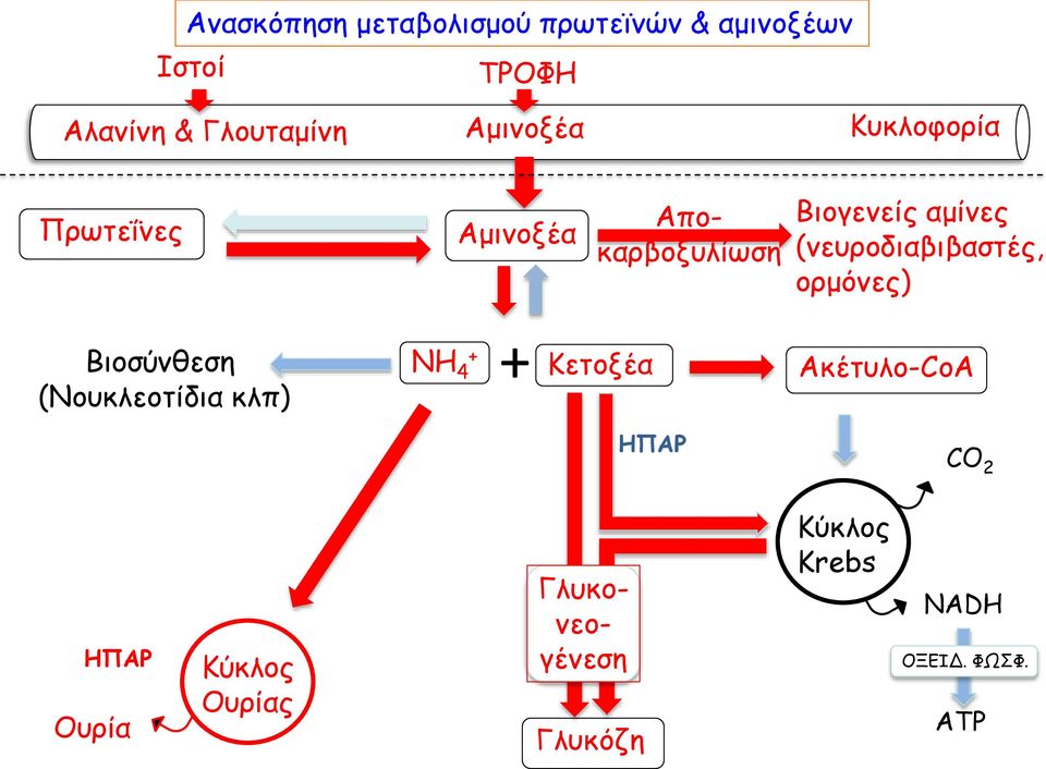 (νευροδιαβιβαστές, ορμόνες) Βιοσύνθεση (Νουκλεοτίδια κλπ) ΝΗ 4 + + Κετοξέα ΗΠΑΡ
