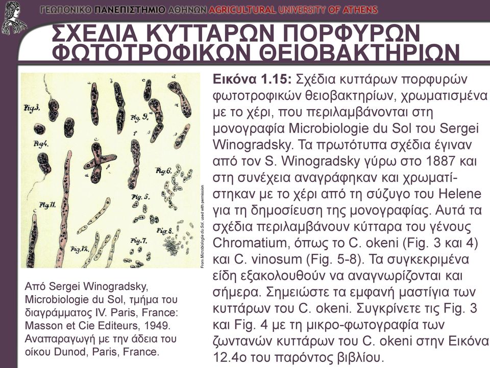 15: Σχέδια κυττάρων πορφυρών φωτοτροφικών θειοβακτηρίων, χρωματισμένα με το χέρι, που περιλαμβάνονται στη μονογραφία Microbiologie du Sol του Sergei Winogradsky. Τα πρωτότυπα σχέδια έγιναν από τον S.
