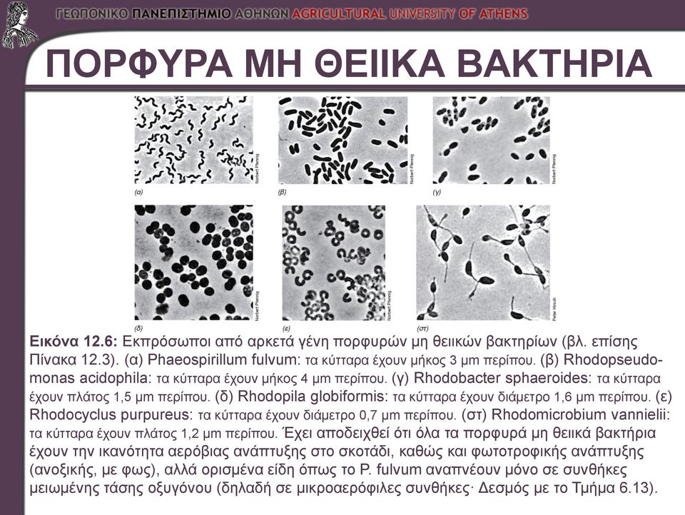 (δ) Rhodopila globiformis: τα κύτταρα έχουν διάμετρο 1,6 μm περίπου. (ε) Rhodocyclus purpureus: τα κύτταρα έχουν διάμετρο 0,7 μm περίπου.