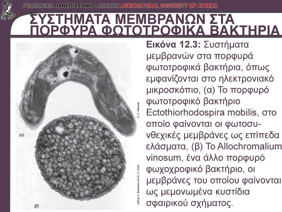 πορφυρό φωτοτροφικό βακτήριο Ectothiorhodospira mobilis, στο οποίο φαίνονται οι φωτοσυνθεχικές μεμβράνες ως