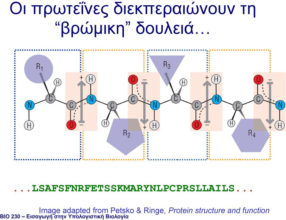 .. Image adapted from Petsko & Ringe, Protein