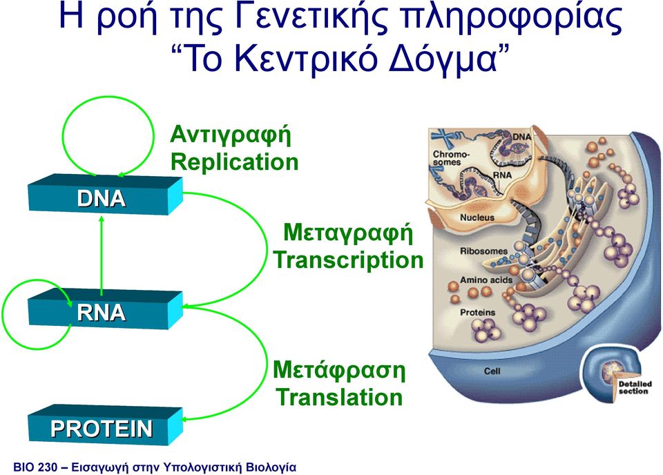 Transcription RNA Μετάφραση Translation