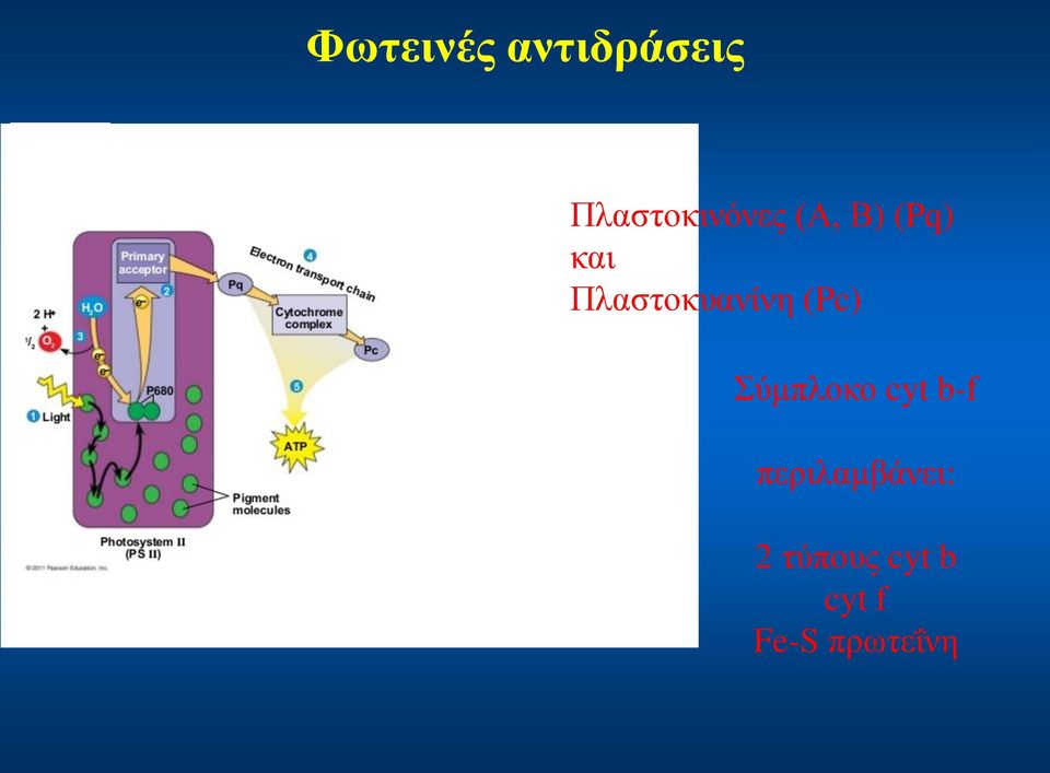 Πλαστοκυανίνη (Pc) Σύμπλοκο cyt