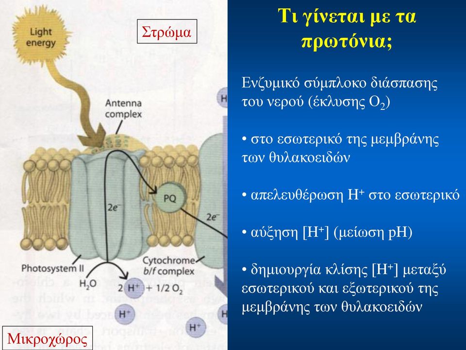 H + στο εσωτερικό αύξηση [H + ] (μείωση ph) δημιουργία κλίσης [H + ]