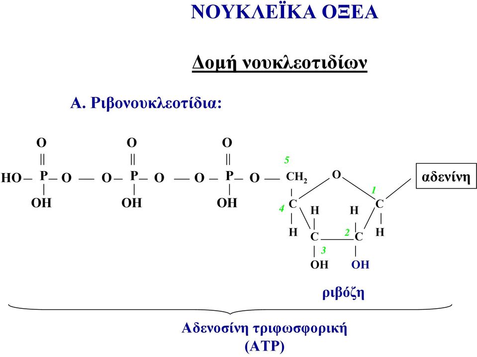νουκλεοτιδίων Η Η Η Η 5 2 4 1