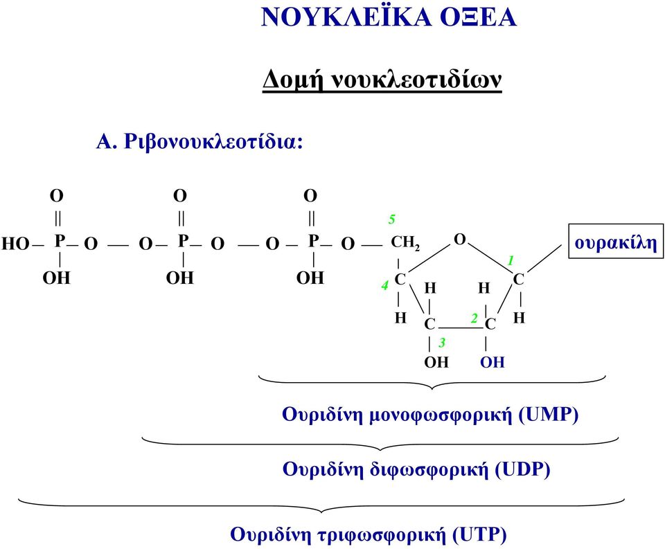 2 Ουριδίνη μονοφωσφορική (UΜΡ) Ουριδίνη