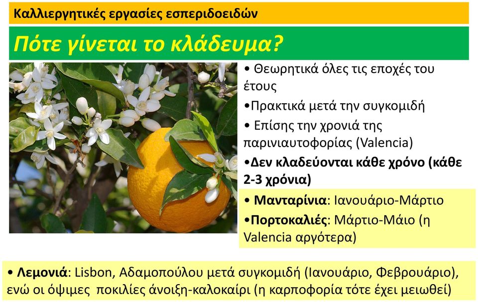 (Valencia) Δεν κλαδεύονται κάθε χρόνο (κάθε 2-3 χρόνια) Μανταρίνια: Ιανουάριο-Μάρτιο Πορτοκαλιές: Μάρτιο-Μάιο