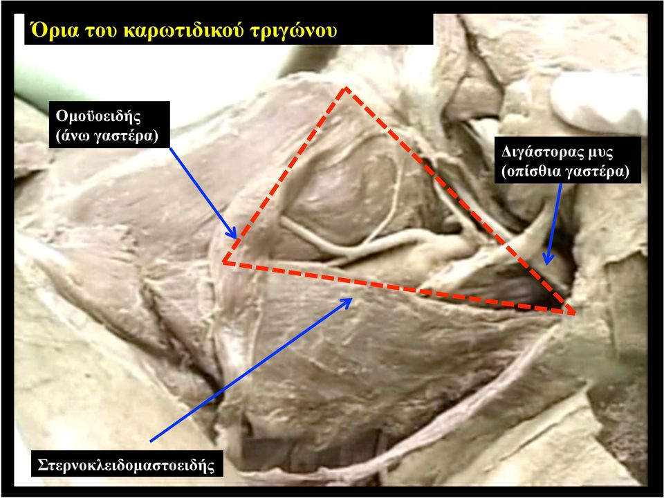 γαστέρα) Διγάστορας µυς