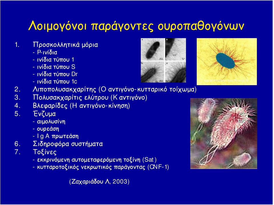 Λιποπολυσακχαρίτης (O αντιγόνο-κυτταρικό τοίχωμα) 3. Πολυσακχαρίτις ελύτρου (K αντιγόνο) 4.