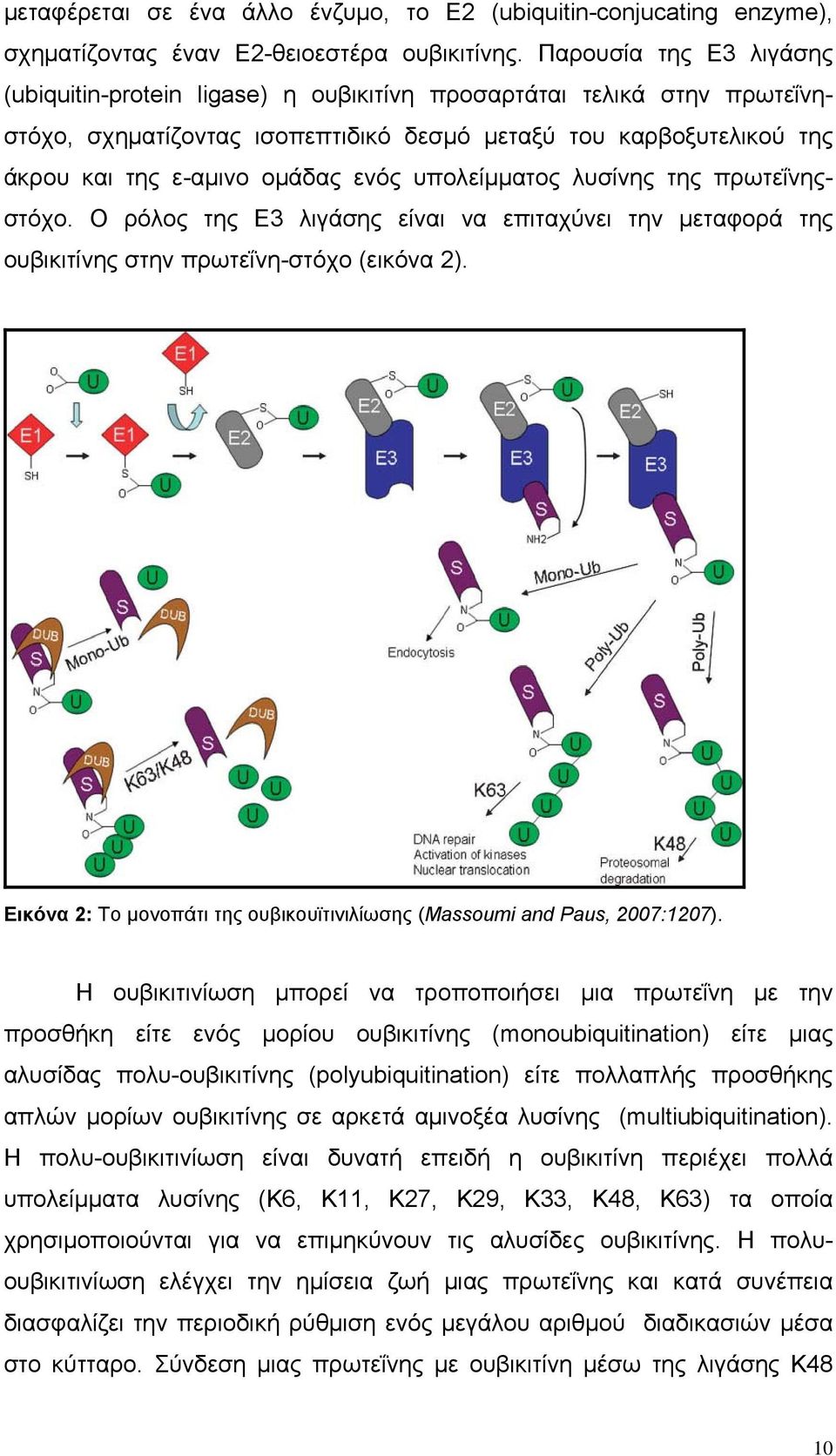 υπολείμματος λυσίνης της πρωτεΐνηςστόχο. Ο ρόλος της Ε3 λιγάσης είναι να επιταχύνει την μεταφορά της ουβικιτίνης στην πρωτεΐνη-στόχο (εικόνα 2).